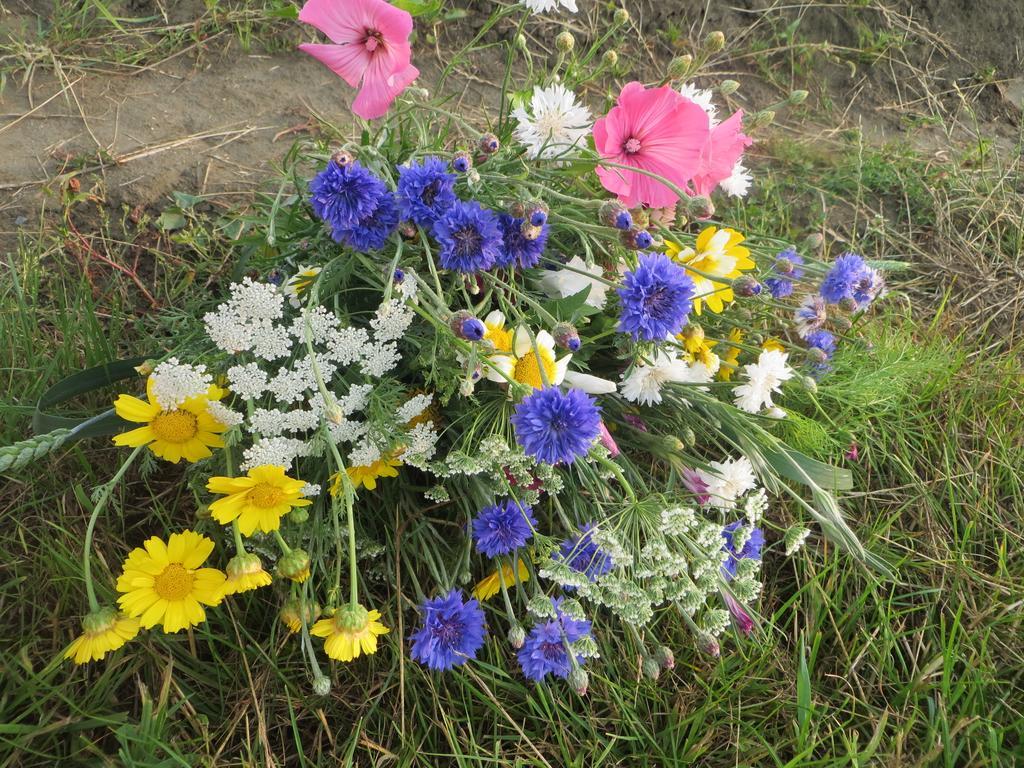 Boerderijcamping Plantlust วีเร ห้อง รูปภาพ